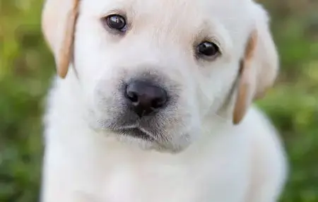 How to Choose the Right Dog for Your Lifestyle