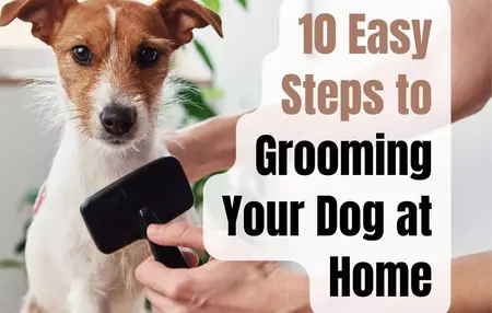 How to groom a dog at home