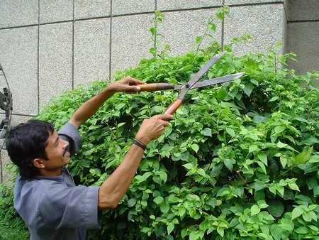 How to Use a Hedge Trimmer