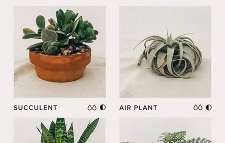 How to Take Care of Indoor Plants
