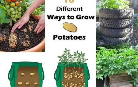 How to grow potatoes