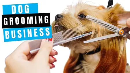 How to Start a Pet Grooming Business