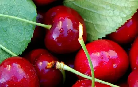 How to Grow Cherries