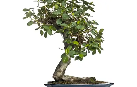 How to Grow a Bonsai Tree