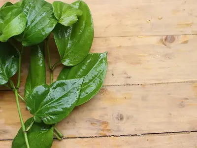 Rebusan Daun Sirih untuk Asam Urat: Manfaat & Cara Membuatnya