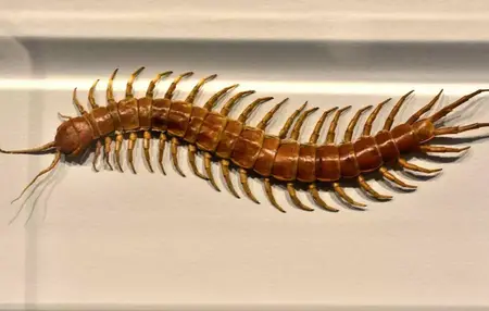 How to Get Rid of Centipedes