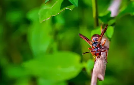 How to Prevent Bugs in Your Tent