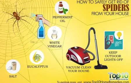 How to Get Rid of Spiders