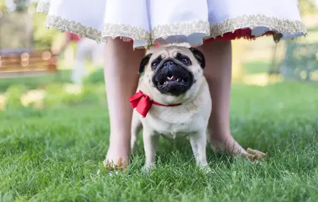 How to Cook for Your Pet