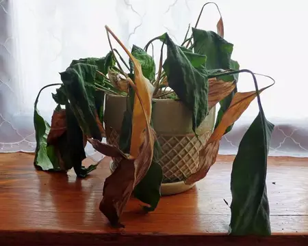 How to Get Rid of a Dead Plant