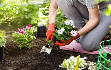 How to Grow Your Own Vegetables in a Small Space