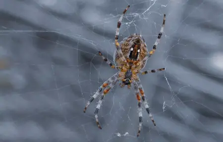 How to Get Rid of a Spider Web