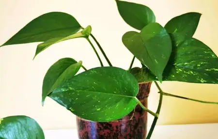 How to Take Care of Your Houseplants