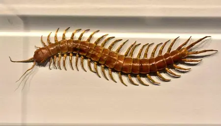 How to Get Rid of Centipedes