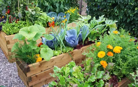 How to Grow a Vegetable Garden From Seed