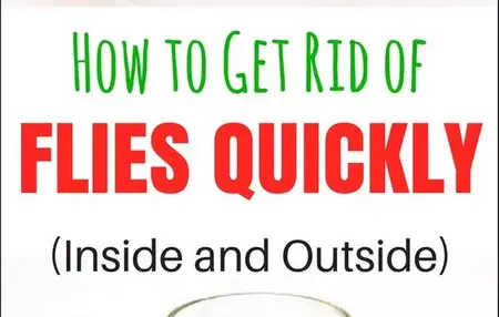 How to Get Rid of Flies