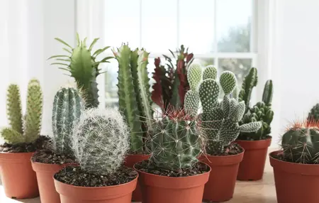 How to Take Care of a Cactus