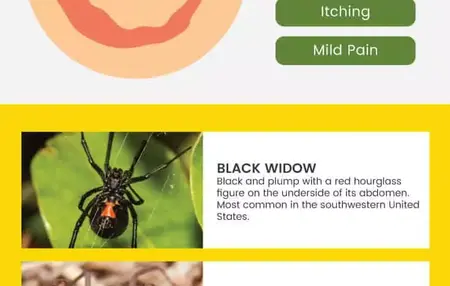 How to Handle a Spider Bite