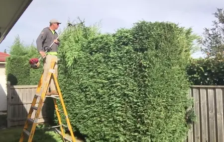 How to Trim a Hedge
