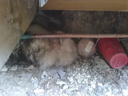 How to Get Rid of a Dead Animal