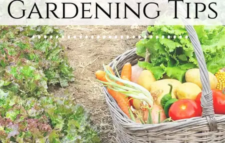 How to Start a Garden