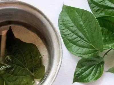 Manfaat Daun Sirih untuk Kesehatan: Khasiat & Cara Mengolahnya