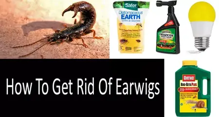 How to Get Rid of Earwigs
