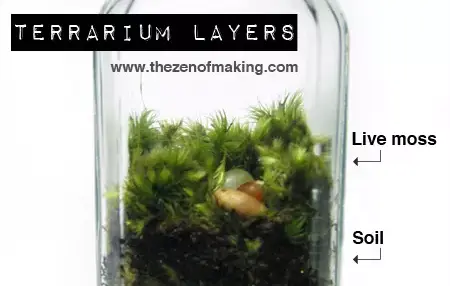 How to Make a Terrarium With Moss